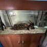fish tank Image 2