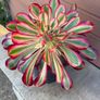 aeonium lina (rare succulent) Image 10