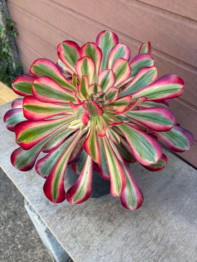 aeonium lina (rare succulent)