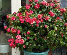 Camellias