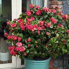 Camellias