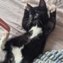 Kitten Image 3