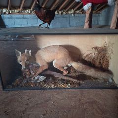 Taxidermy Fox in Display Case