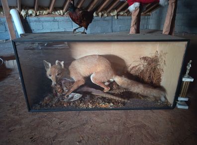 Taxidermy Fox in Display Case