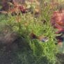male guppys Image 2