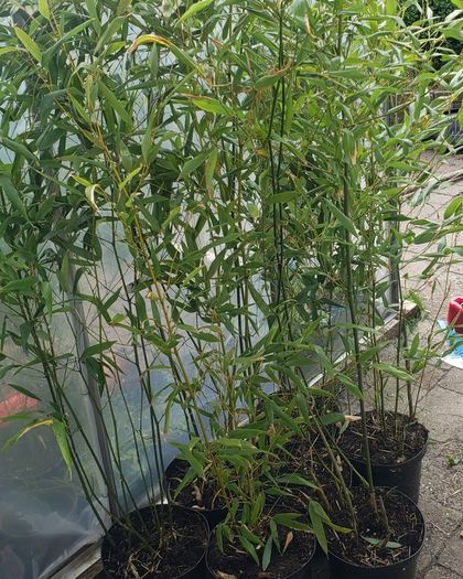 Bamboo Bissetii