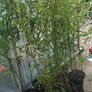 Bamboo Bissetii Image 2