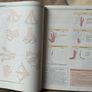 neuroanatomy Image 2