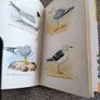 Birds in Colour by Bruce Campbell 1974 hardback with dustcover in good condition with some signs of wear on the dustcover see photos over 200 colour illustrations FREE STANDARD POSTAGE INCLUDED Image 8