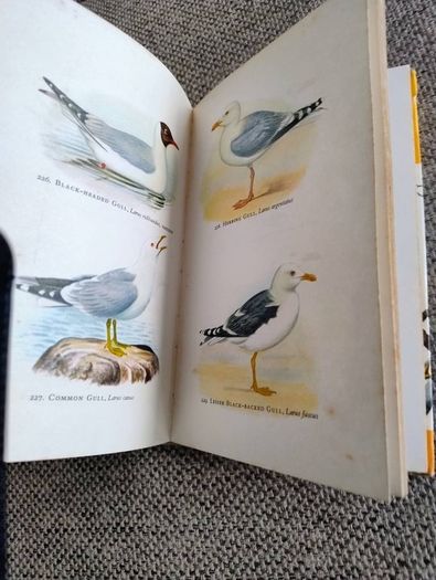 Birds in Colour by Bruce Campbell 1974 hardback with dustcover in good condition with some signs of wear on the dustcover see photos over 200 colour illustrations FREE STANDARD POSTAGE INCLUDED