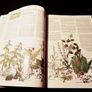 1982 .StMichael. The Encyclopedia Of Gardening. Image 3