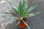 yucca bright Edge plant