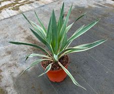 yucca bright Edge plant