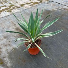 yucca bright Edge plant