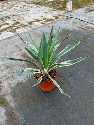 yucca bright Edge plant