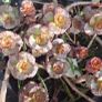 Dragon's blood stonecrop (Caucasian Stonecrop) Image 3