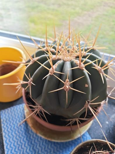 cacti