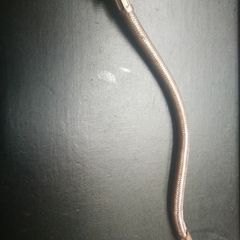 Flexi tap tail