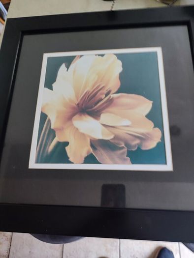Lovely framed print still life of blooming flower.