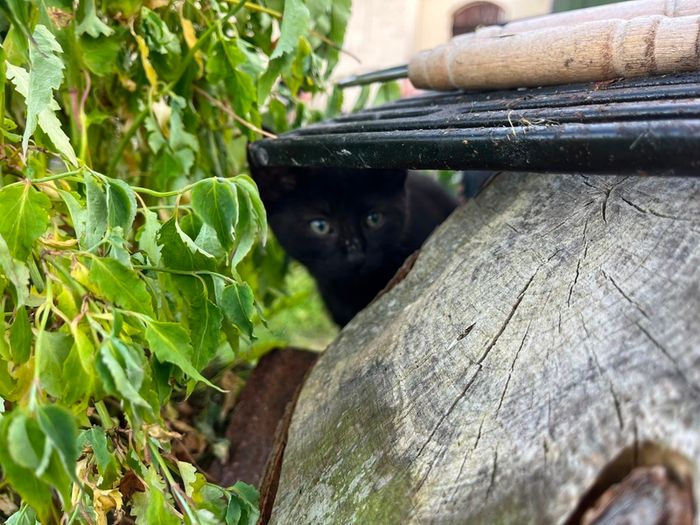 Playful Kittens Looking for Loving Homes