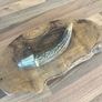Antique Stag Horn Trinket Image 3