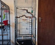 Bird Cage