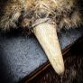 Flidais Deer Antler Tines Tips and Real Rabbit Fur Necklace Celtic Mythology Shamanic Image 4