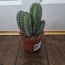 Multi stem cactus Image 2