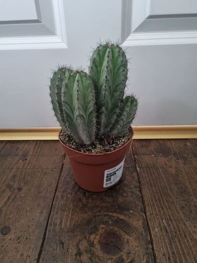 Multi stem cactus