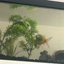 fish tank Image 4
