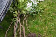 Laurel Hedging