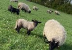 Ewes with lambs at foot