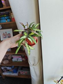 Hoya Wayetii Tricolor Plant