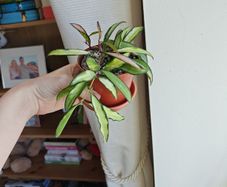 Hoya Wayetii Tricolor Plant