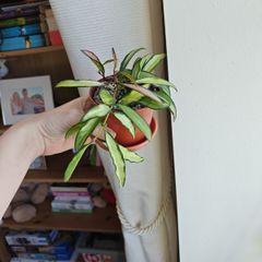 Hoya Wayetii Tricolor Plant