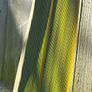 Cordyline indivisa plants  (palm tree) Image 7