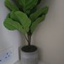 Plant Decor Image 2