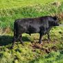 Angus bull Image 2