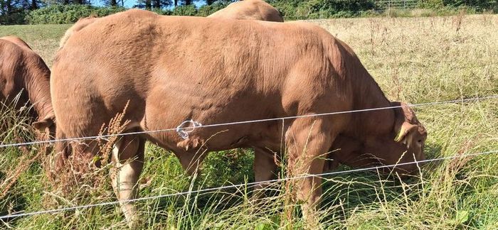 Super Pedigree Limousin Bull