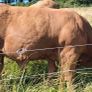 Super Pedigree Limousin Bull Image 3