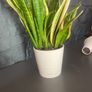 Mother tongue indoor house plant Image 6