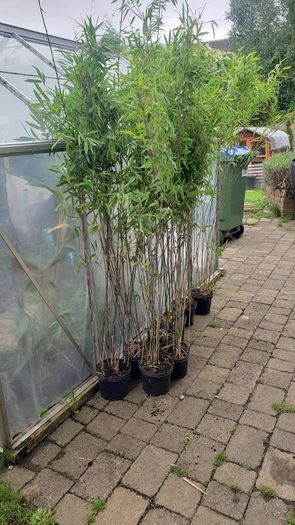 Bamboos plants for Evergreen Privacy hedge.