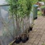Bamboos plants Delivery available Image 2
