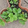 strawberries Image 2
