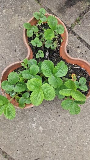 strawberries
