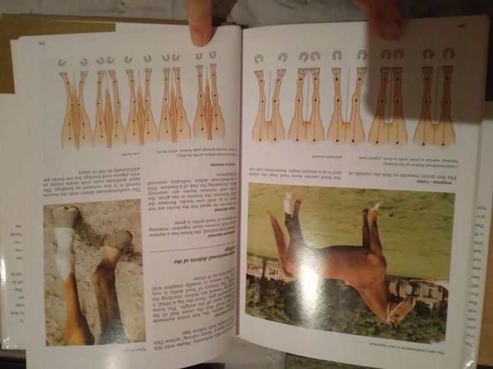 Horse / Equestrian Books