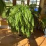 boston Fern Image 2