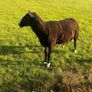 Rams Image 2