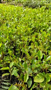 Griselina Hedging, One Euro