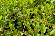 Griselina Hedging, One Euro
